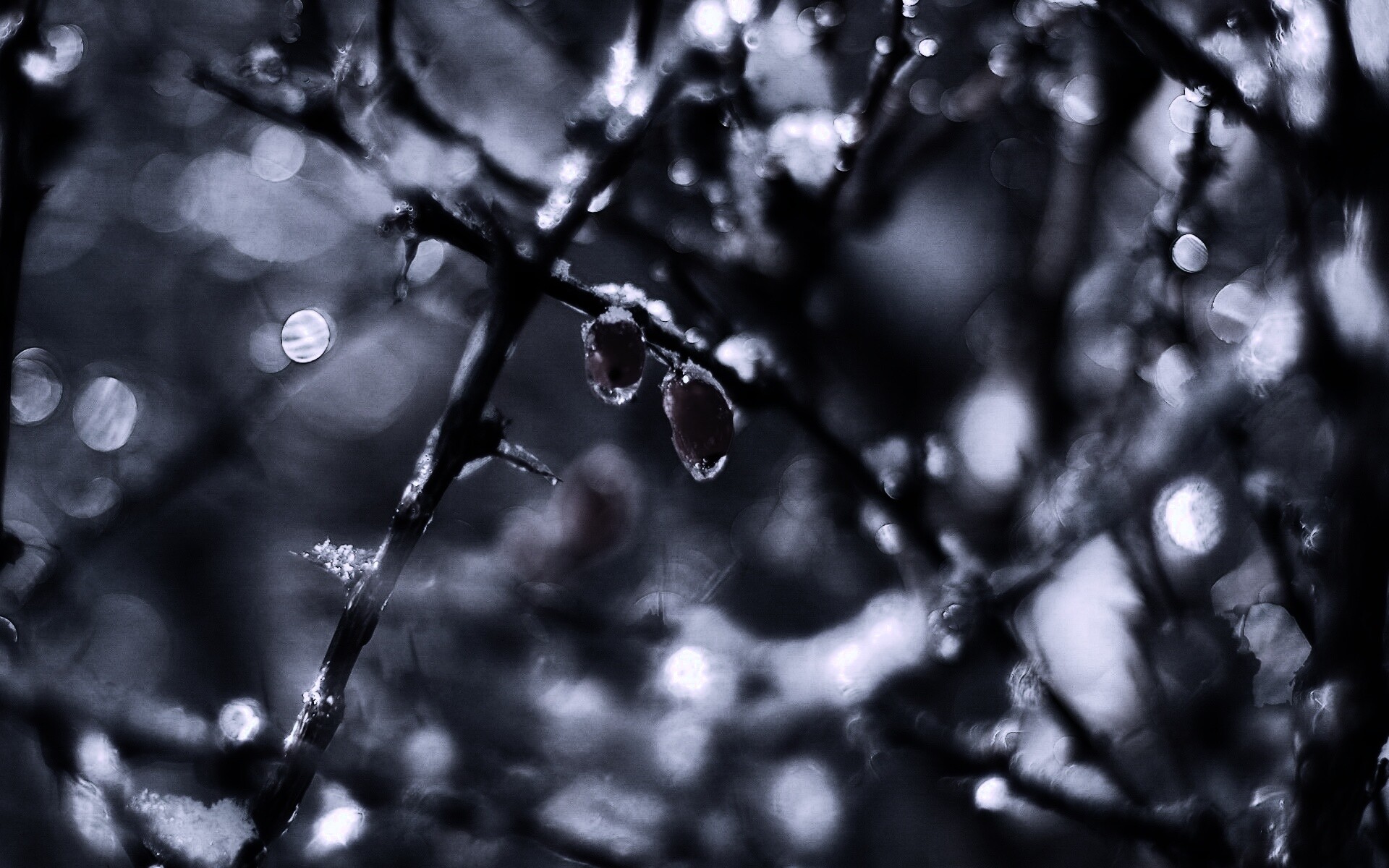 Замерзшие ягоды обои