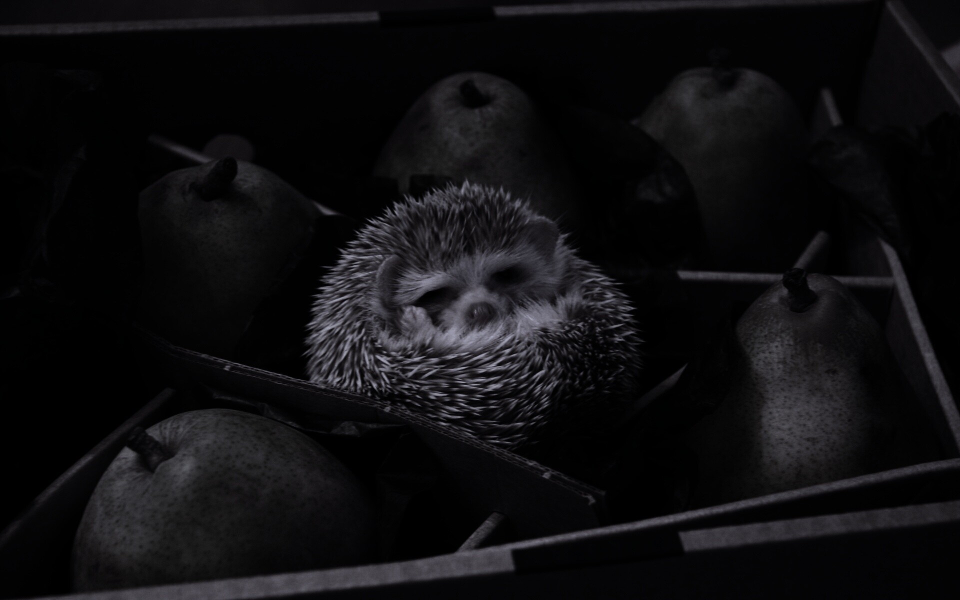 Ёжик в грушах обои