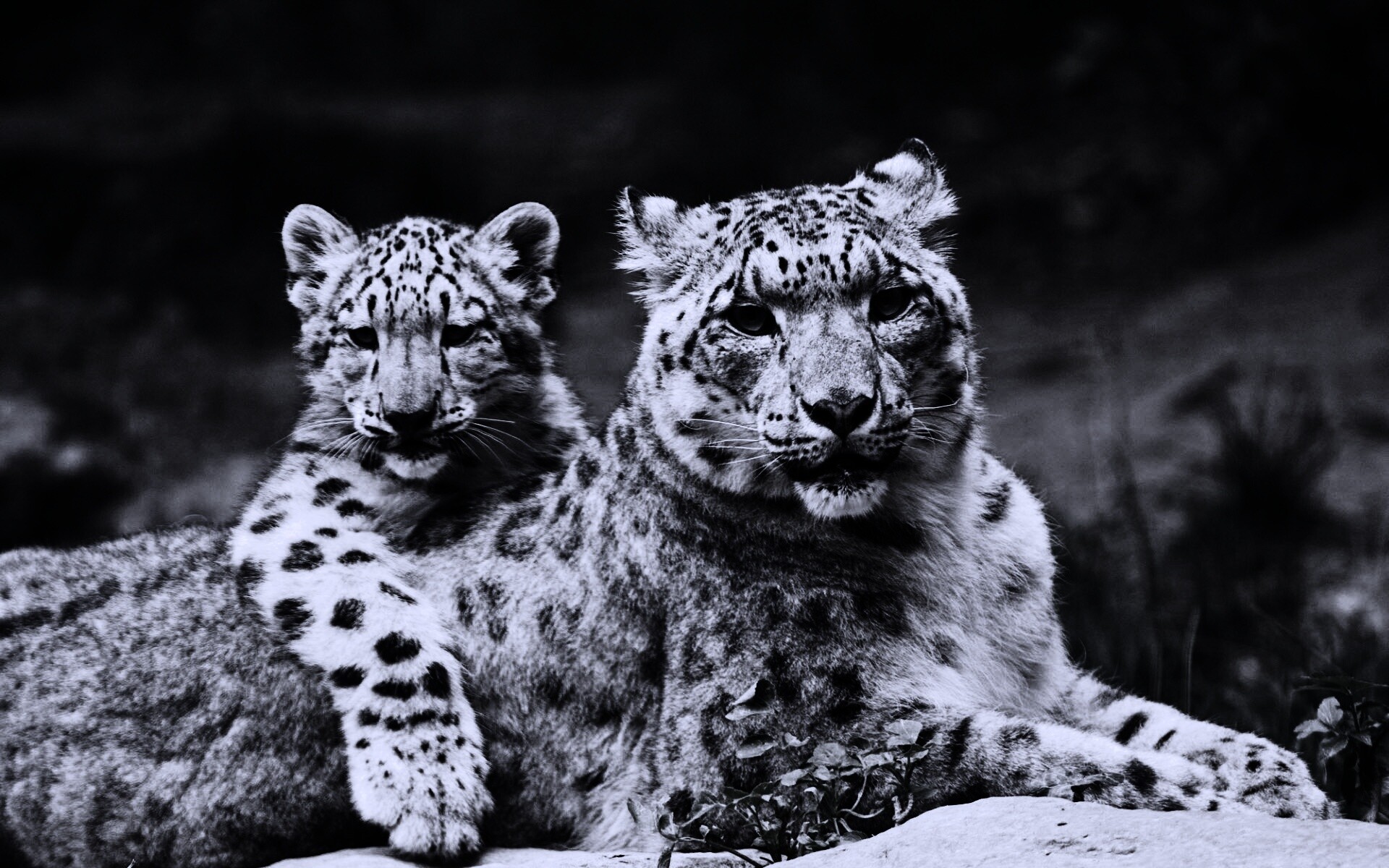 Самка снежного барса с котенком обои