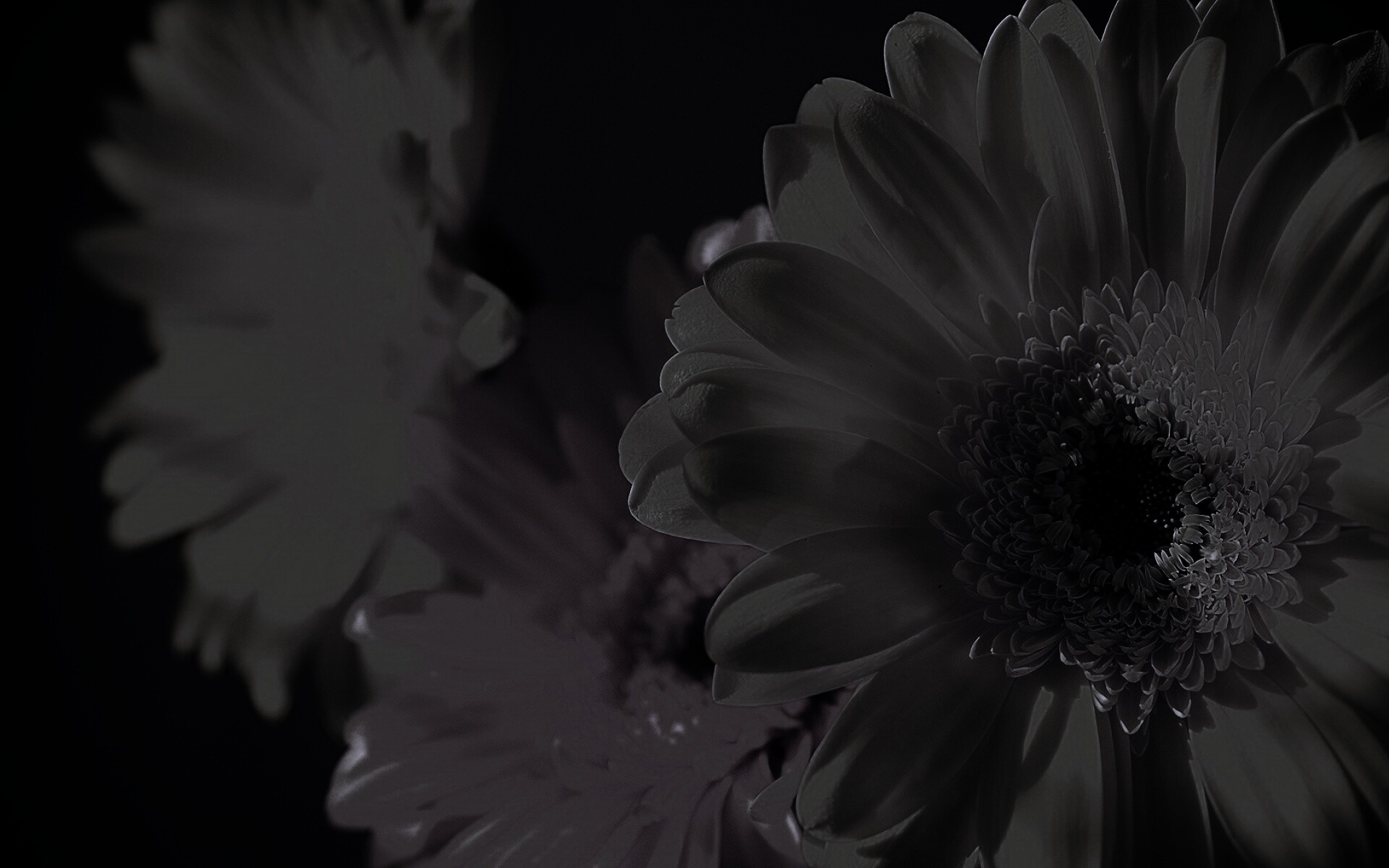 Желтый гербер обои