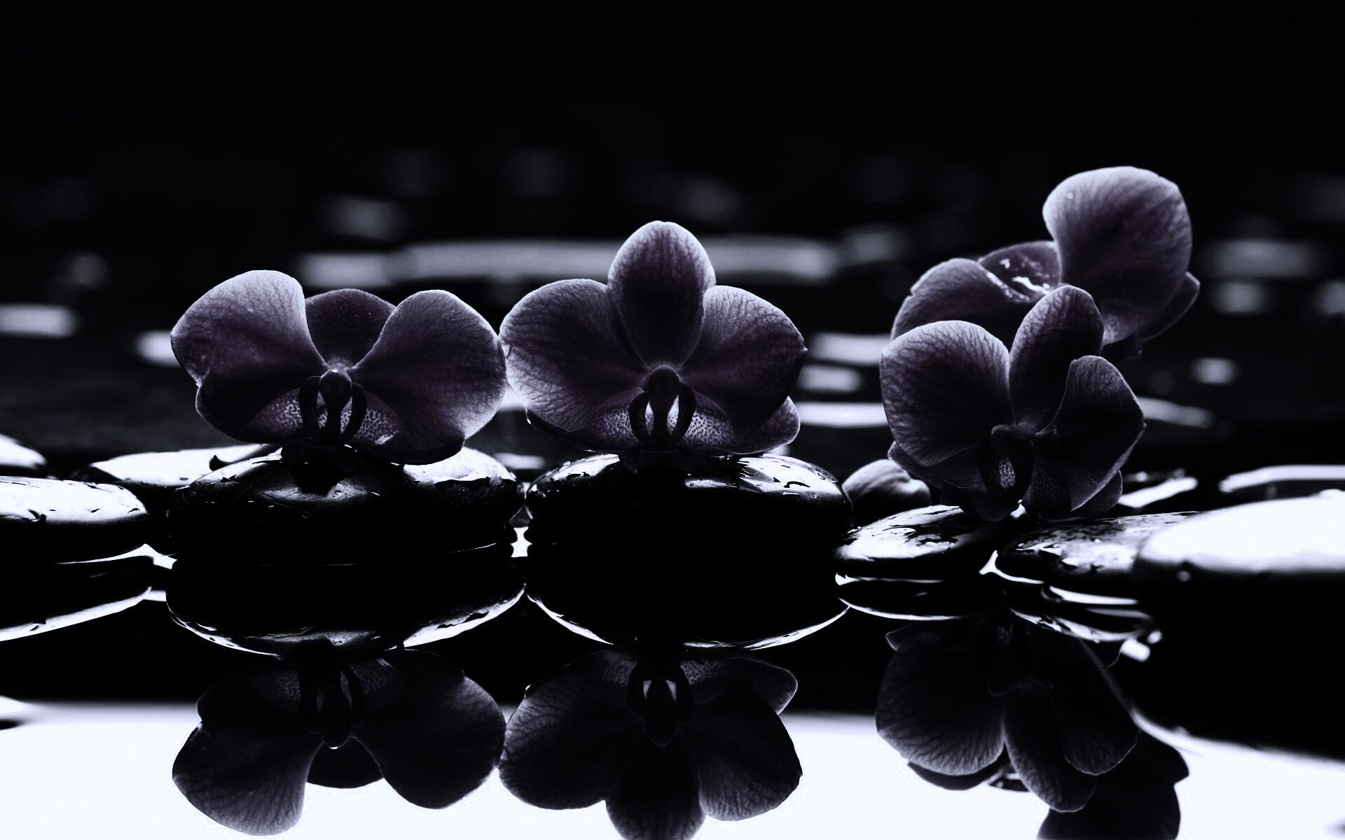 Орхидеи на камнях обои