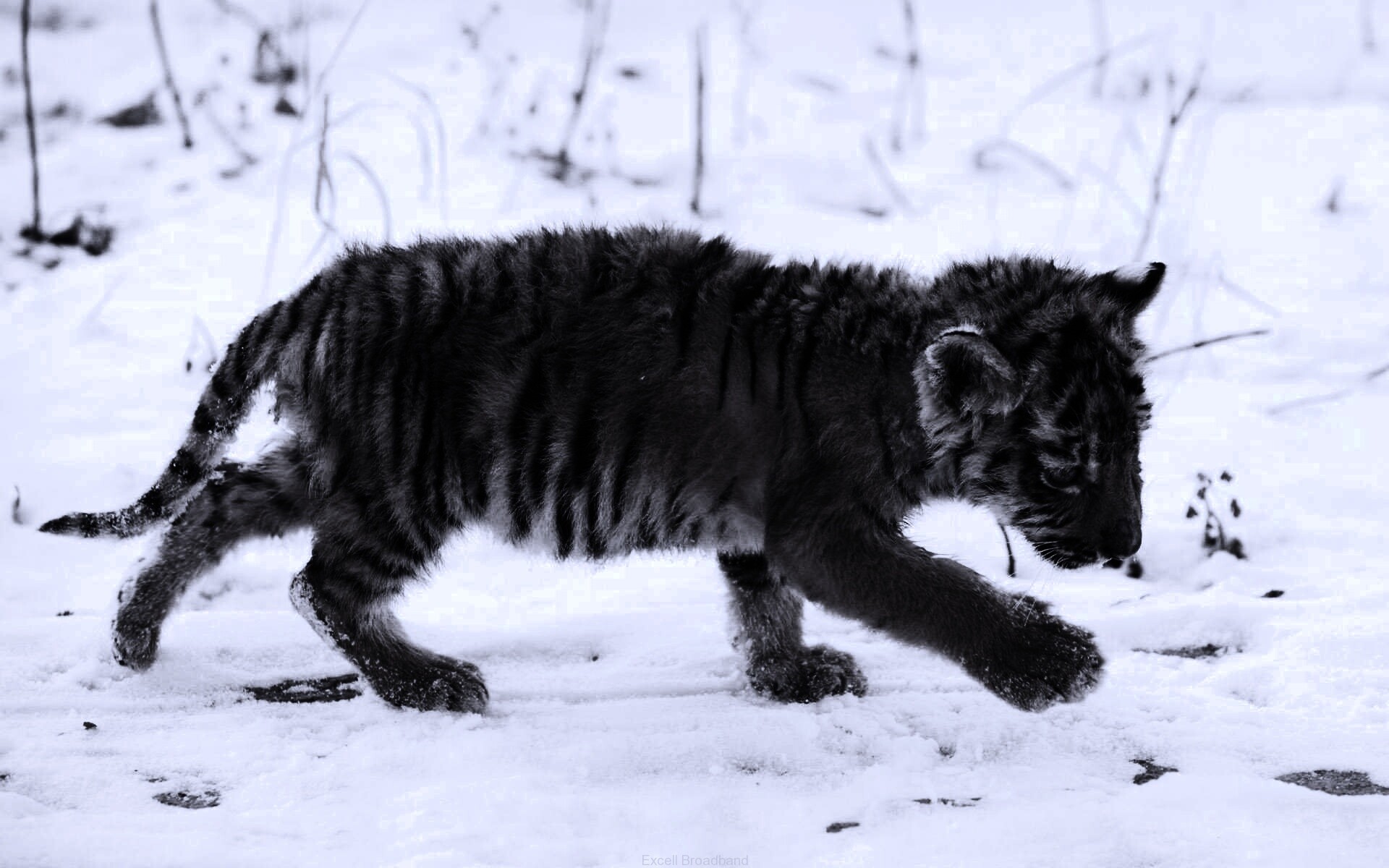 Тигренок на снегу обои