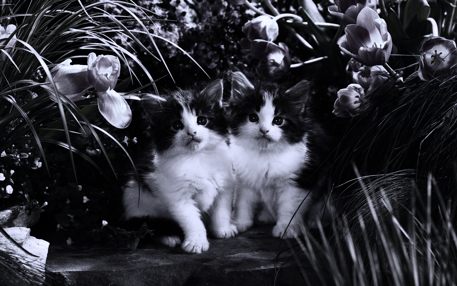 Котята в цветах обои