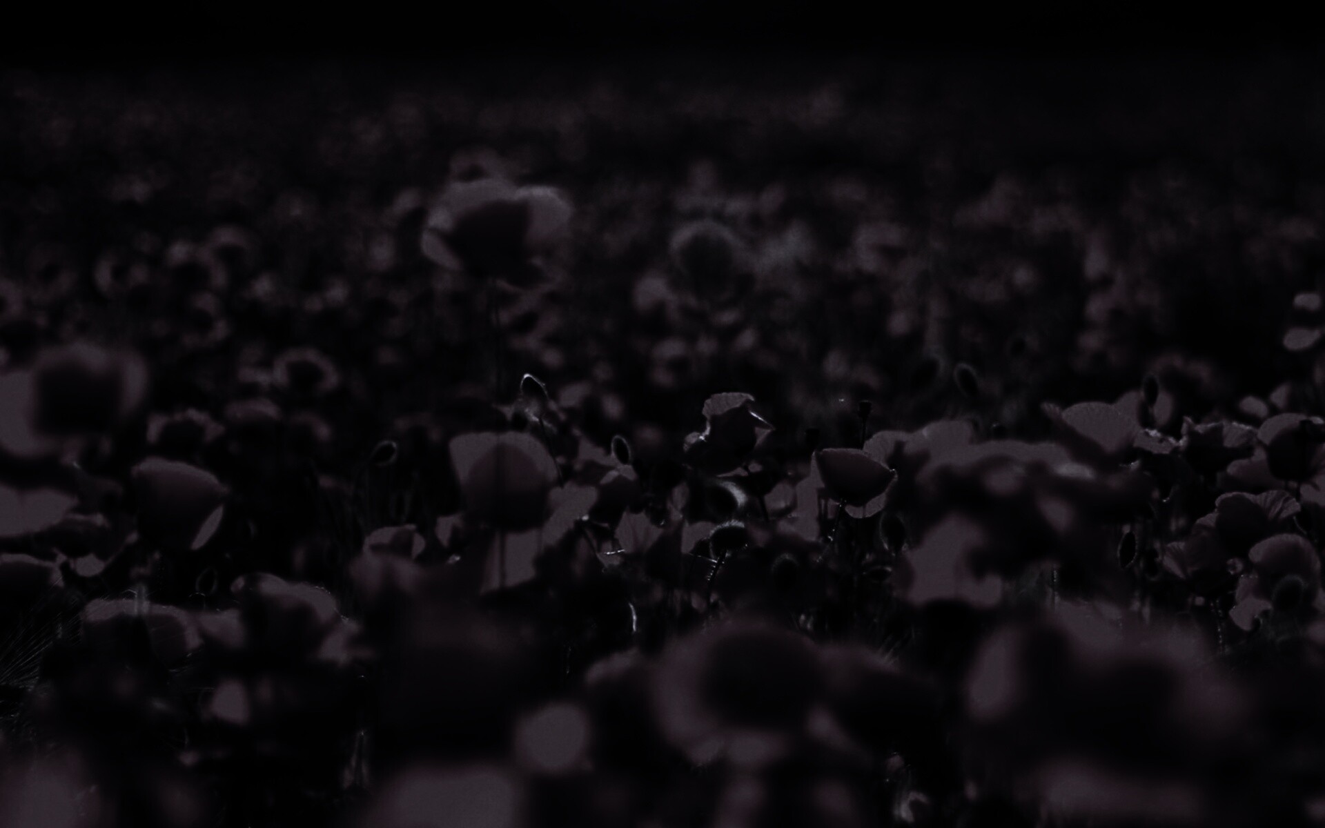 Маки в полях обои