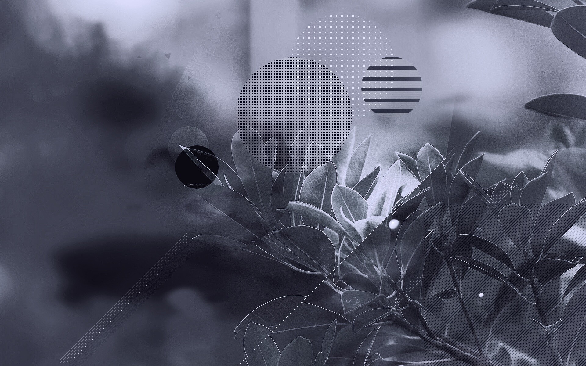 Синий фильтр с кргуами на фото листьев обои