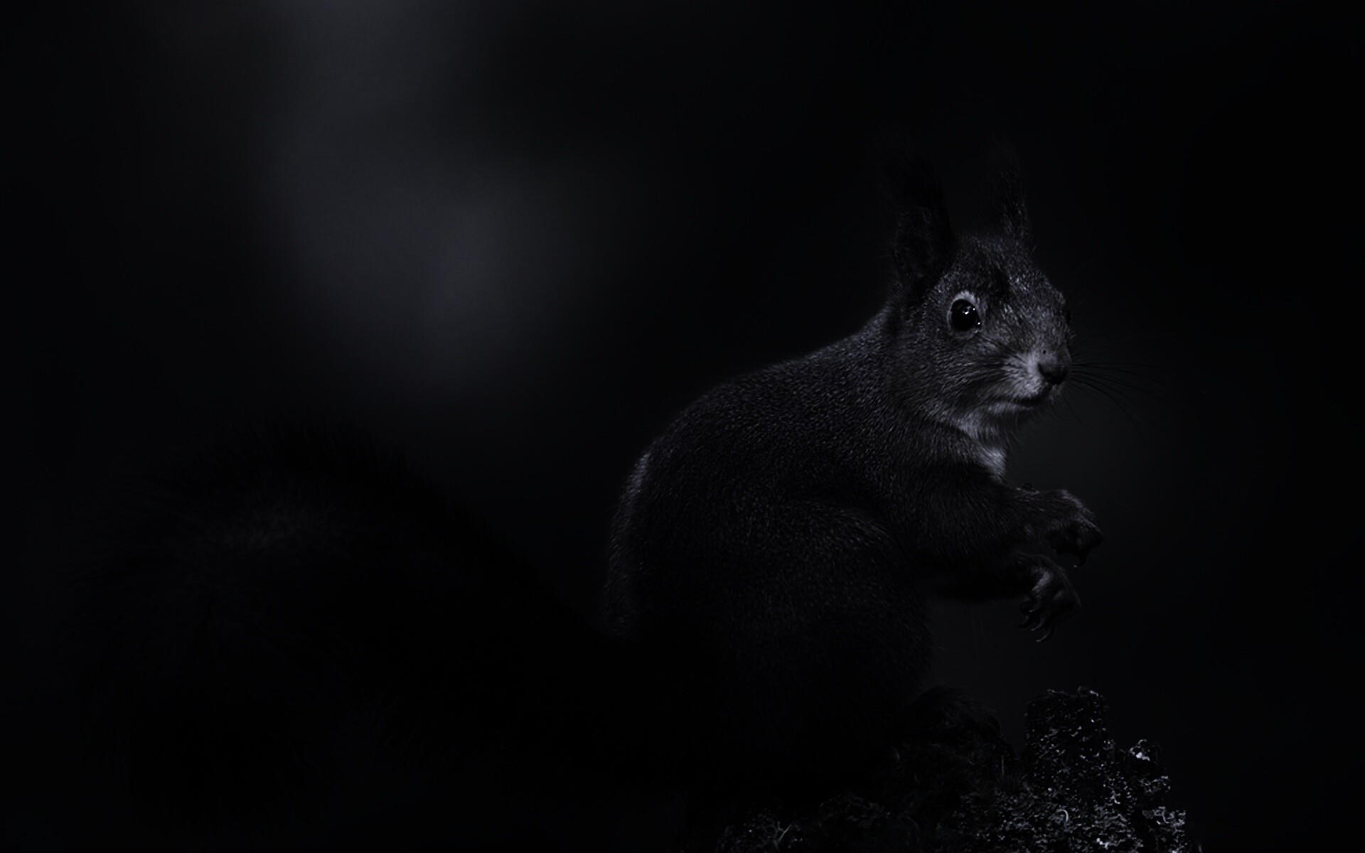 Белку застали врасплох обои