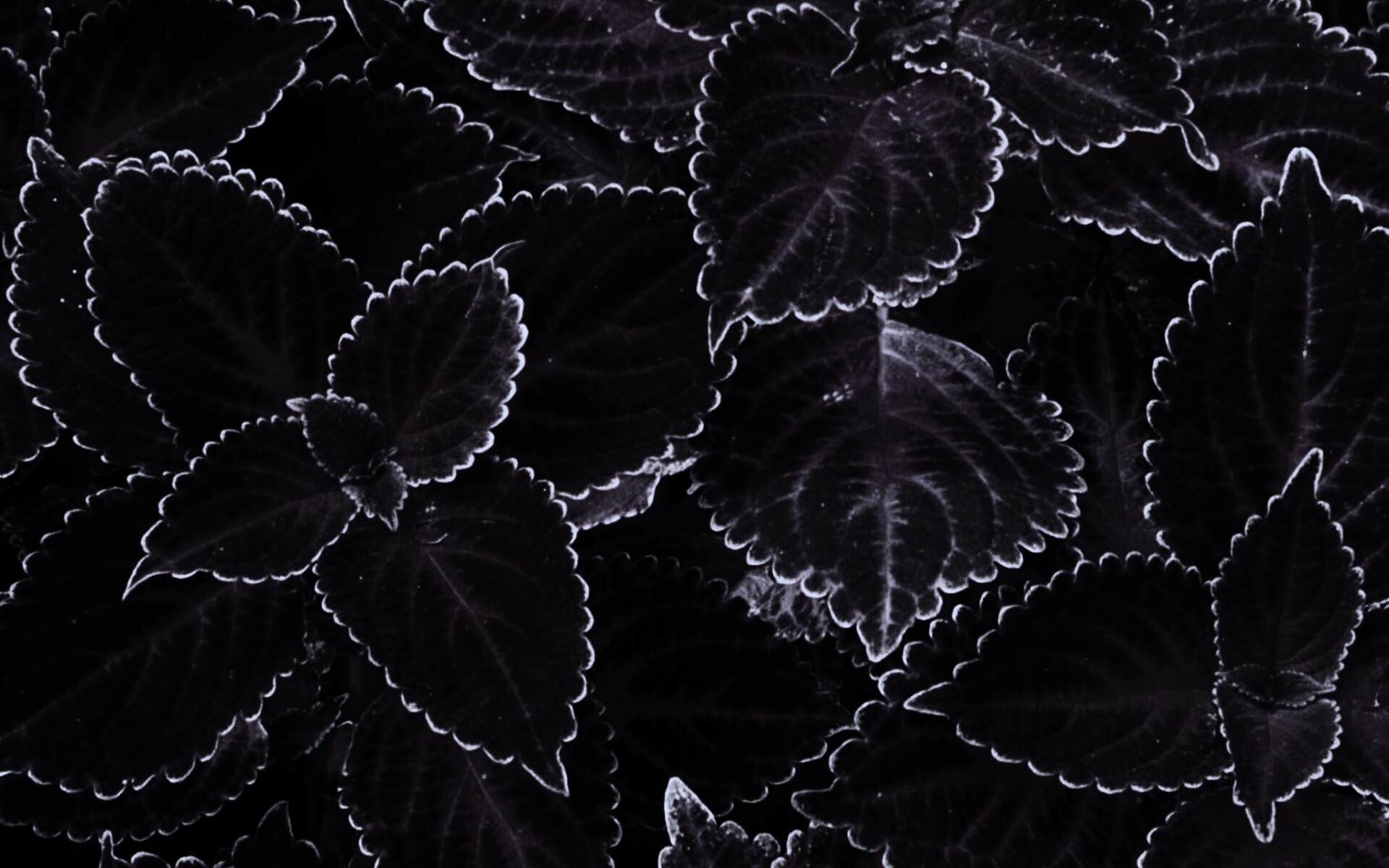 Красные листья обои