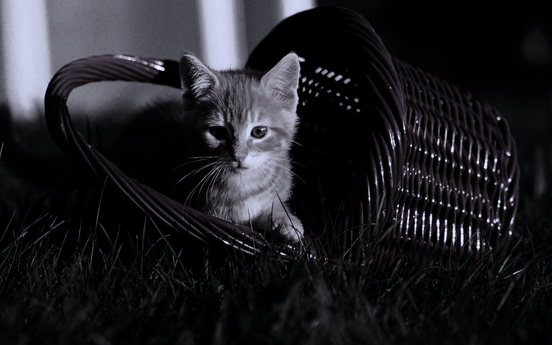 Рыжий котенок в корзине обои