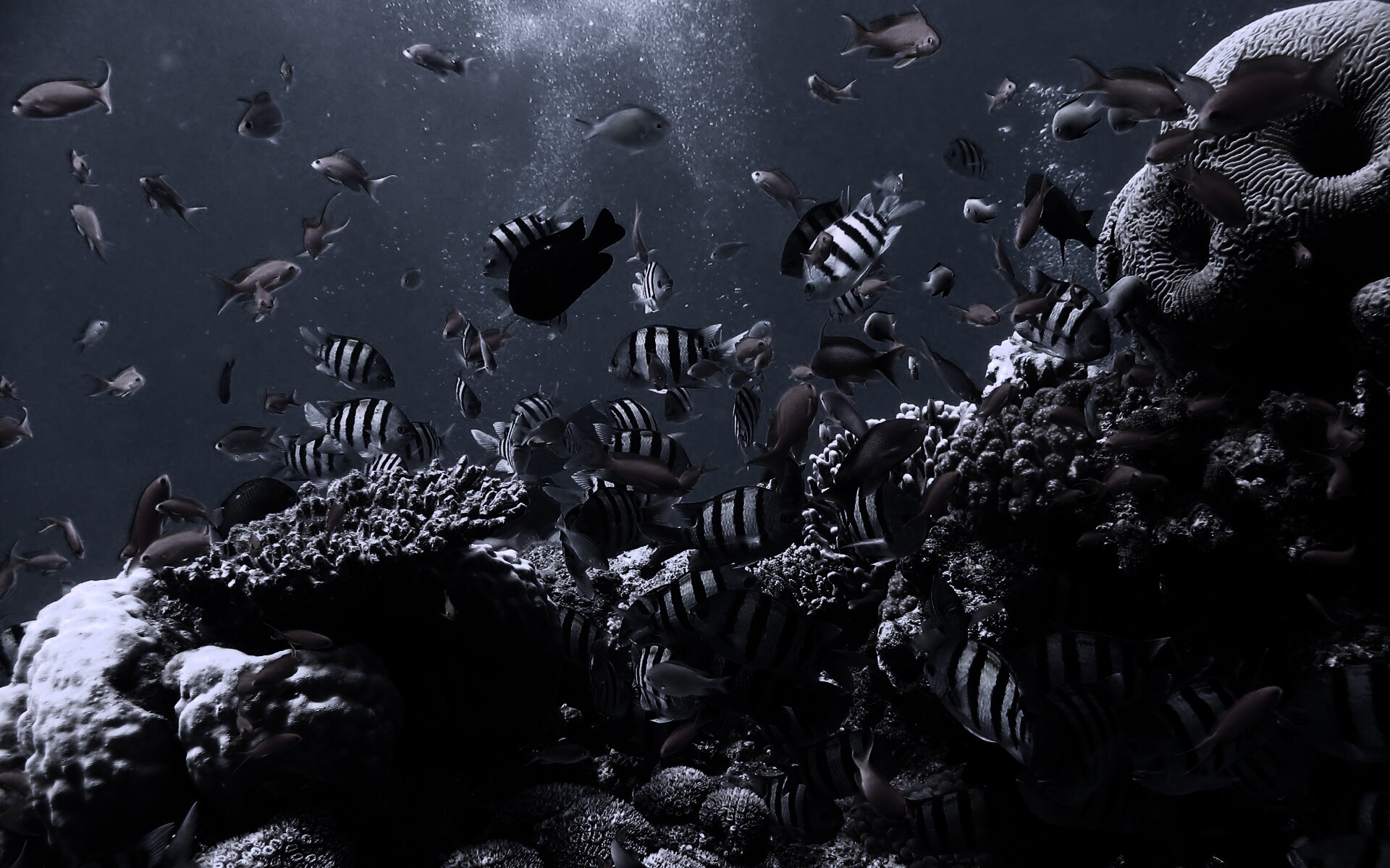 Жизнь в корраловом рифе обои