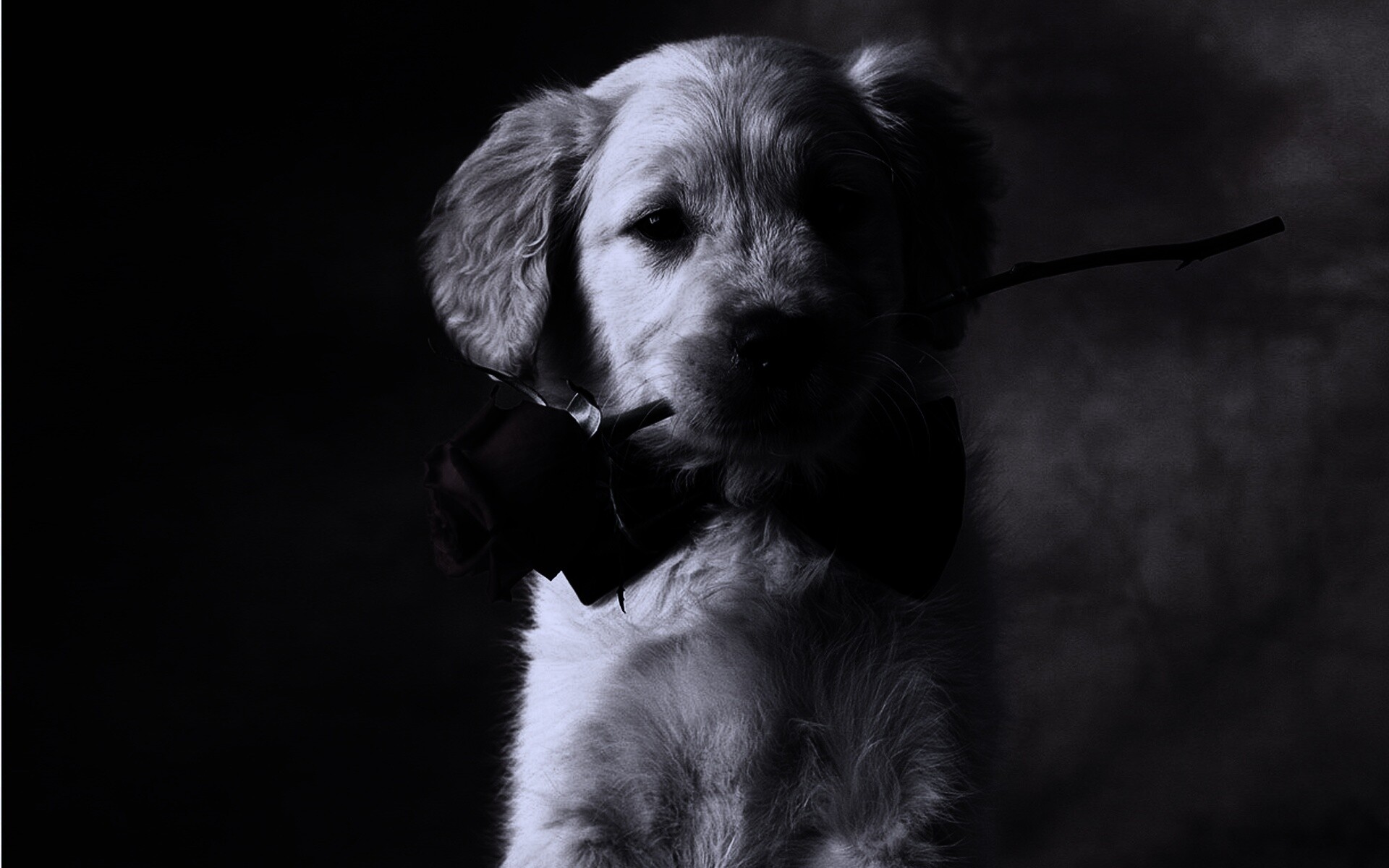 Щенок с розой в зубах обои