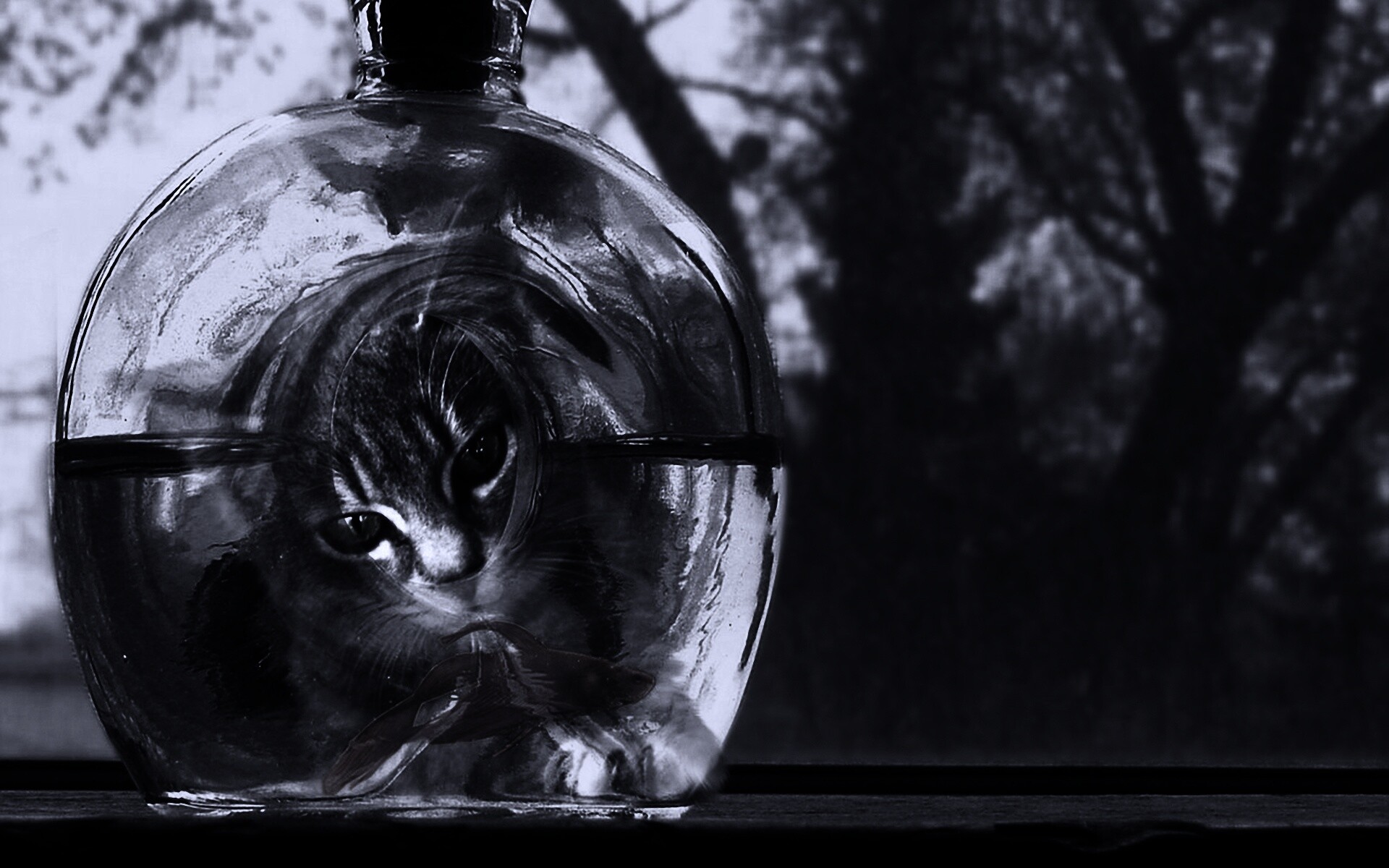 Кот наблюдает за рыбкой в бутылке обои