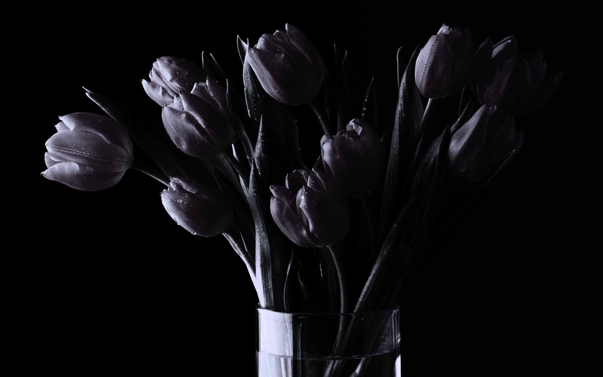 Букет тюльпанов обои