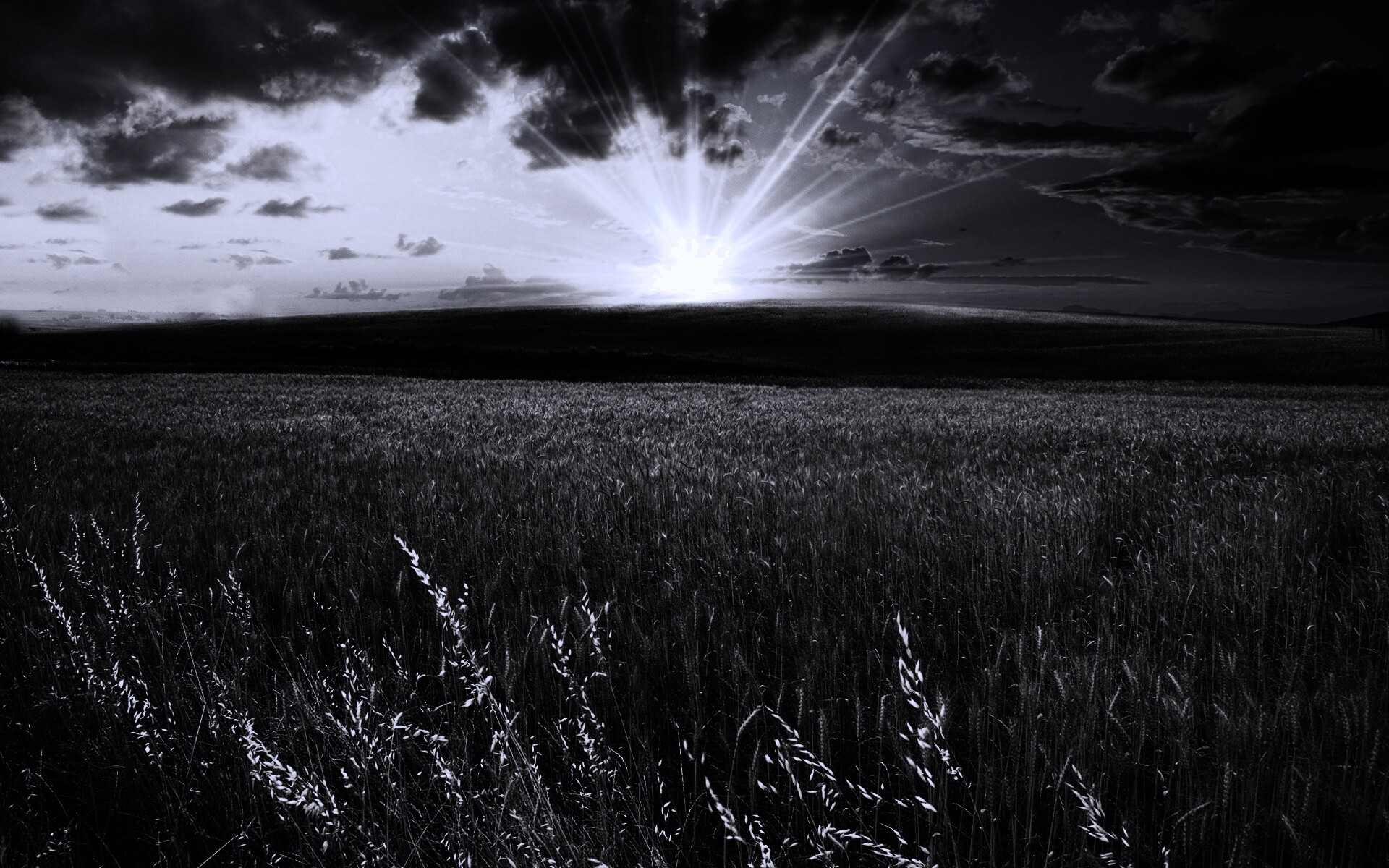 Восход над пшеничным полем обои