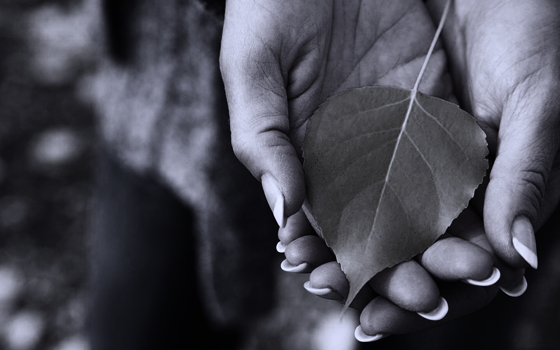 Осенний лист в руках обои