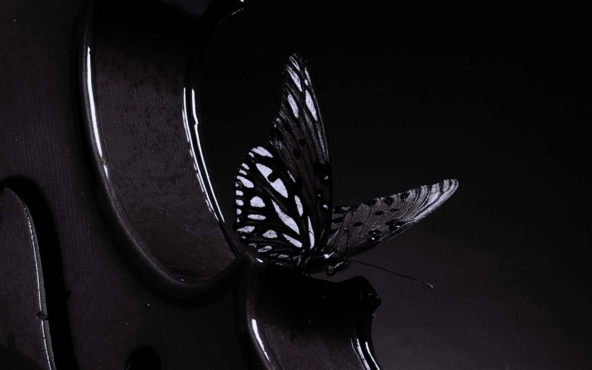 Бабочка на скрипке обои