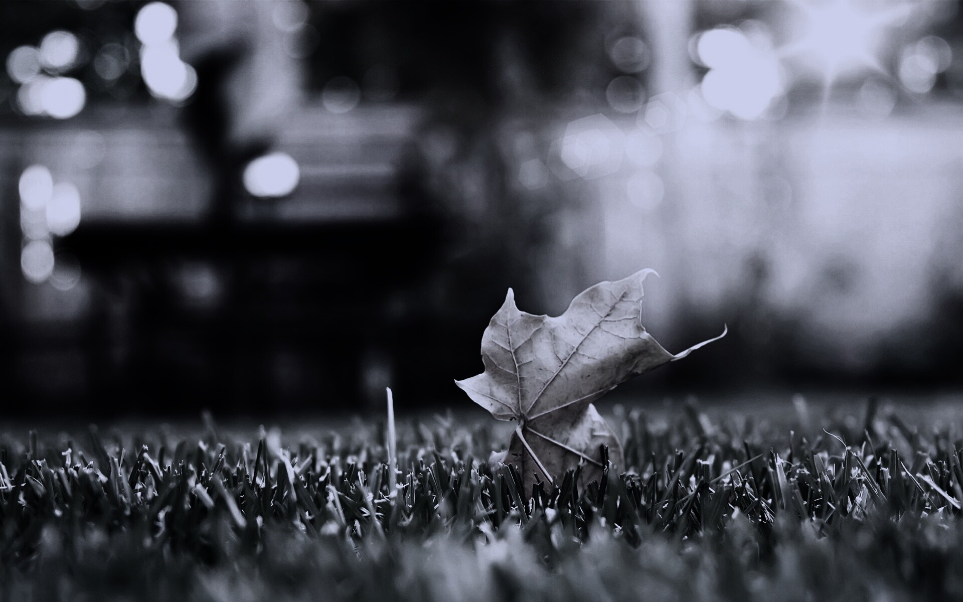 Зеленый лист на траве обои