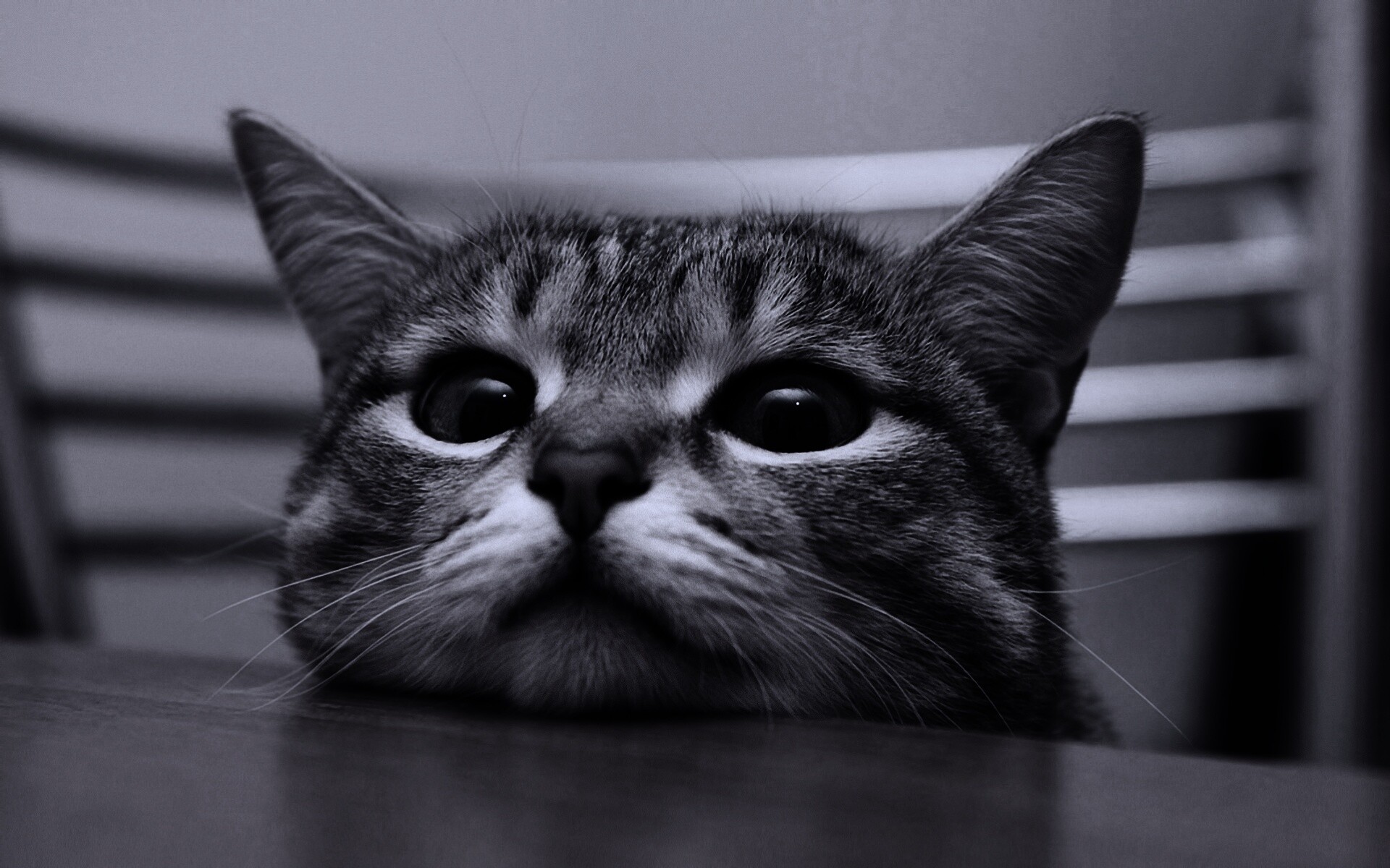 Любопытный котейка обои