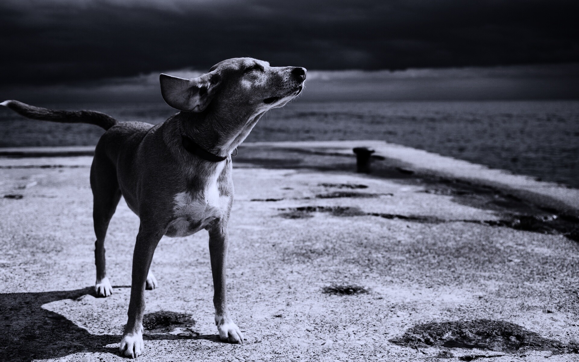 Собака на пирсе обои