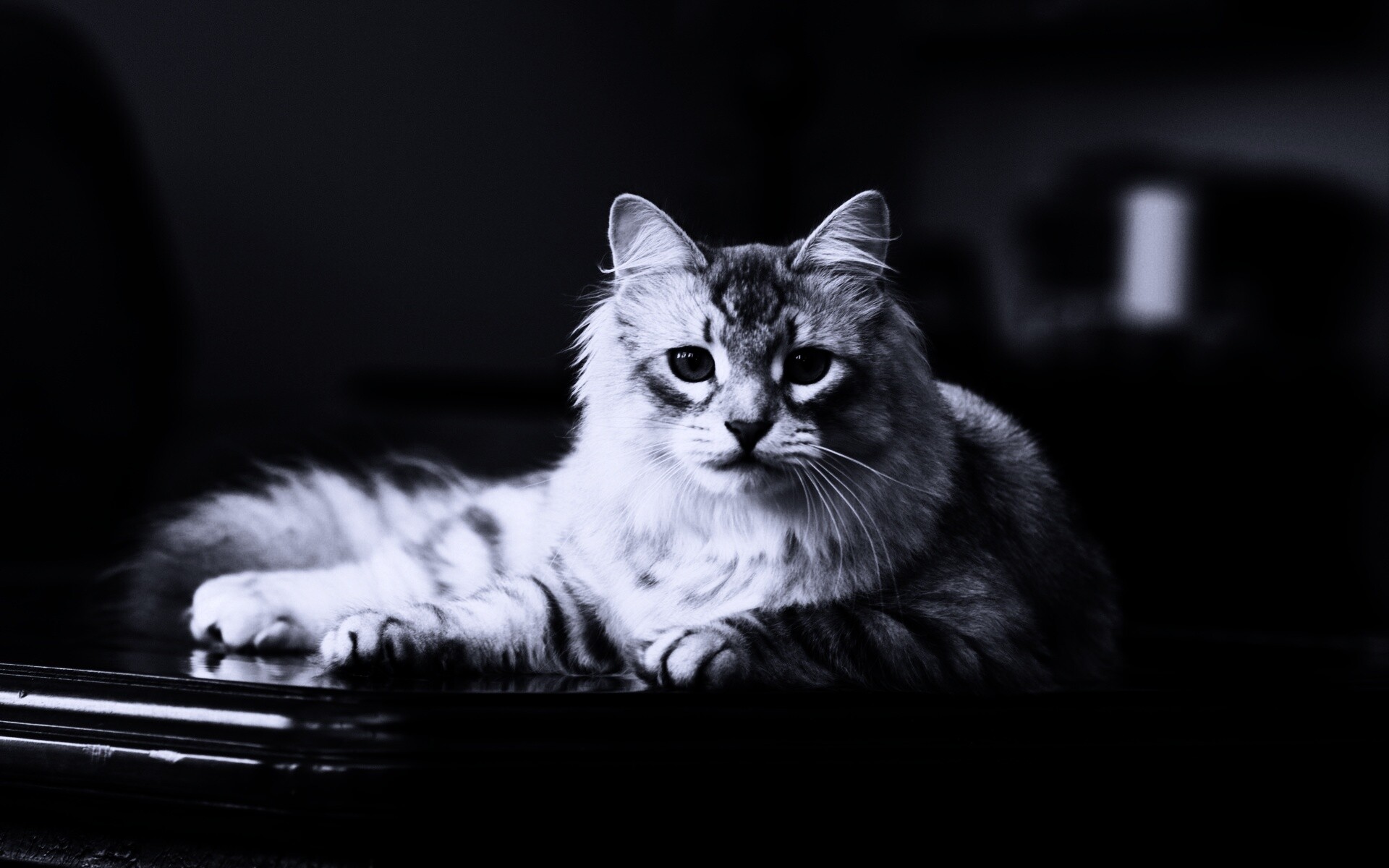 Кот благородных кровей обои