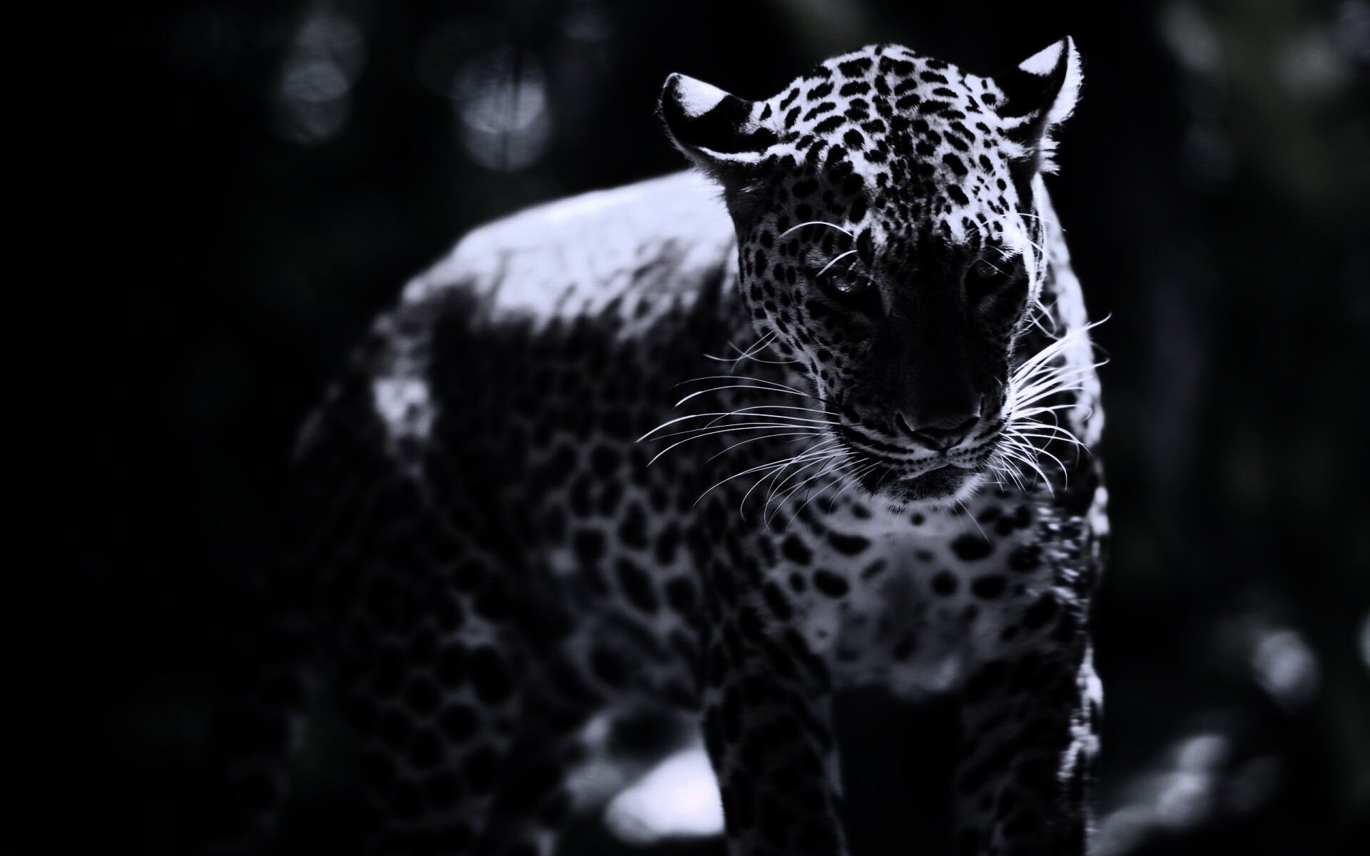 Леопард в сингапурском зоопарке обои