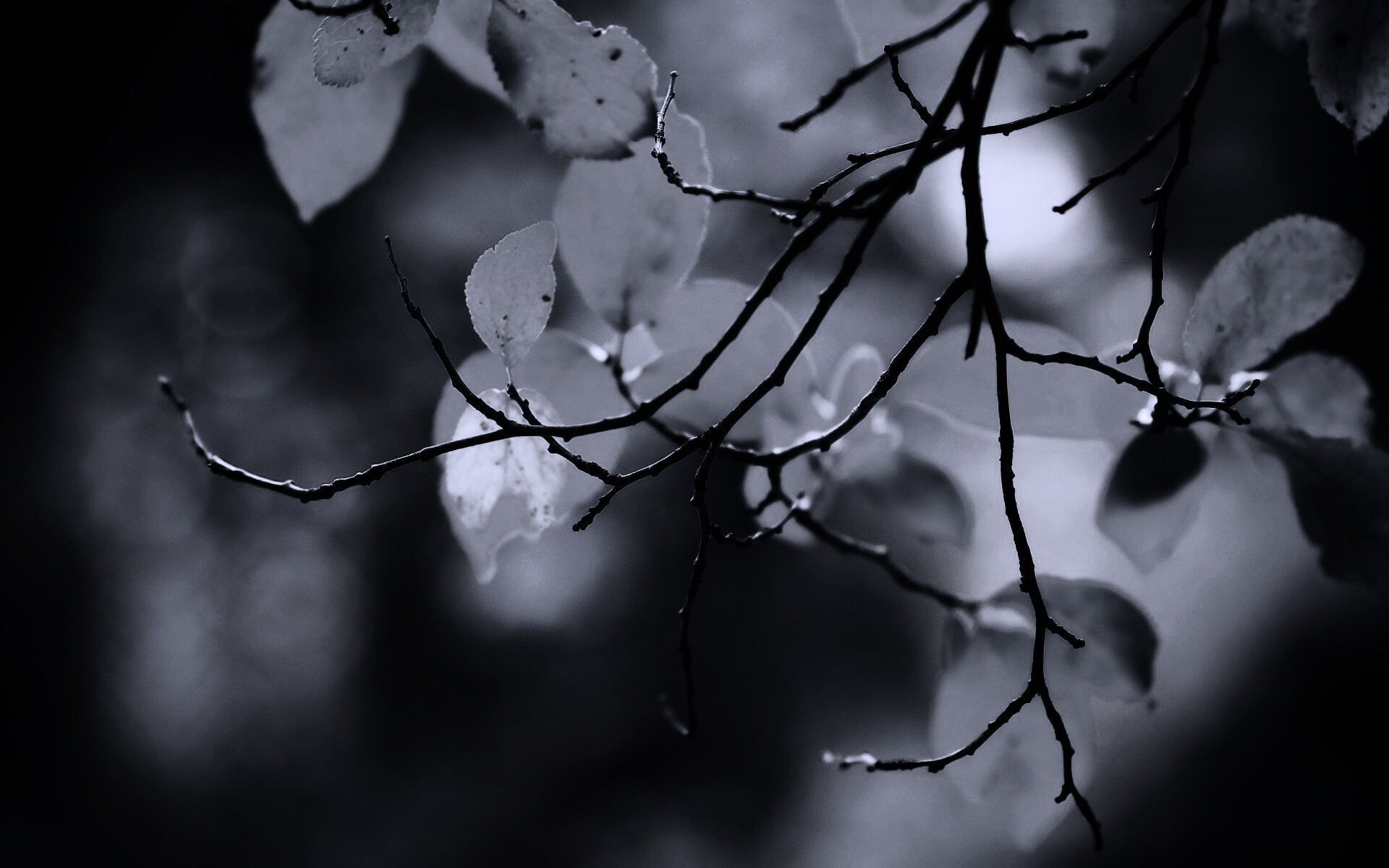 Осенние ветки без листьев обои