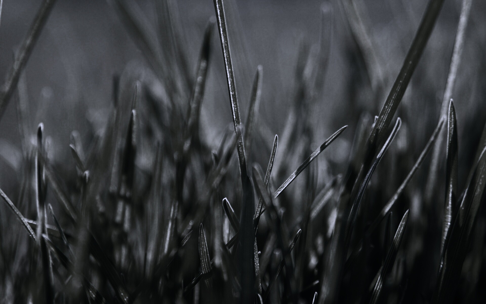 Ярко зеленая трава обои