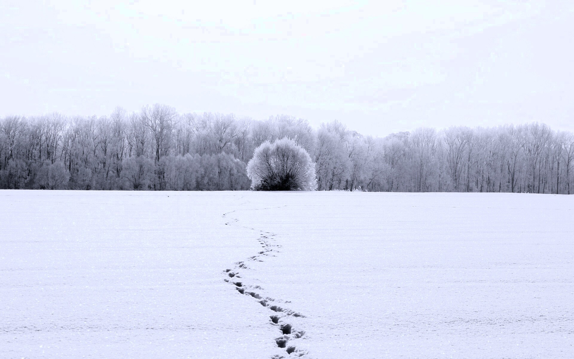 Следы на снегу обои