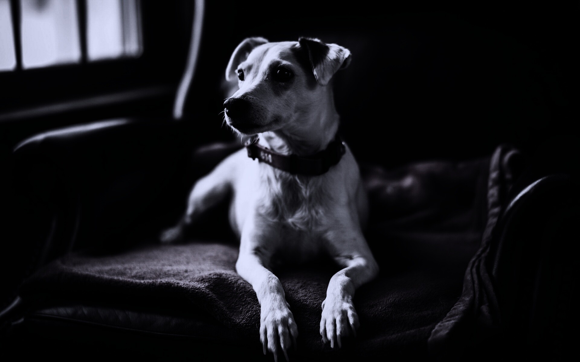 Собака на кресле обои