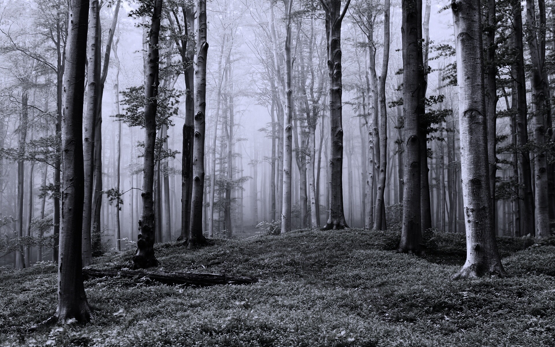 Опушка осинового леса обои