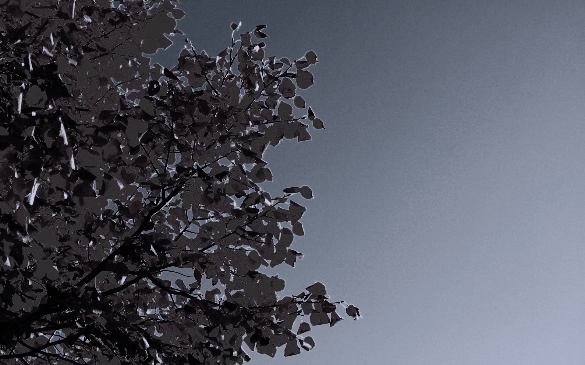 Ветви с пожелтевшими листьями на фоне неба обои