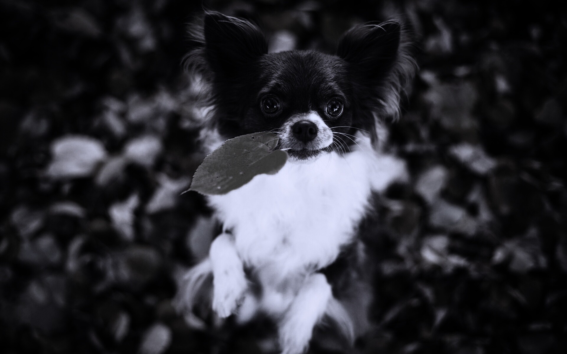 Собачка с листиком в зубах обои