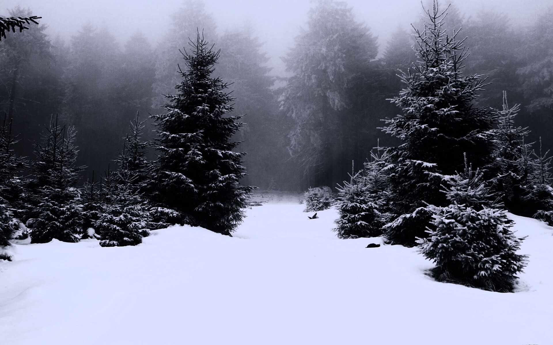 Ёлки в сугробах обои