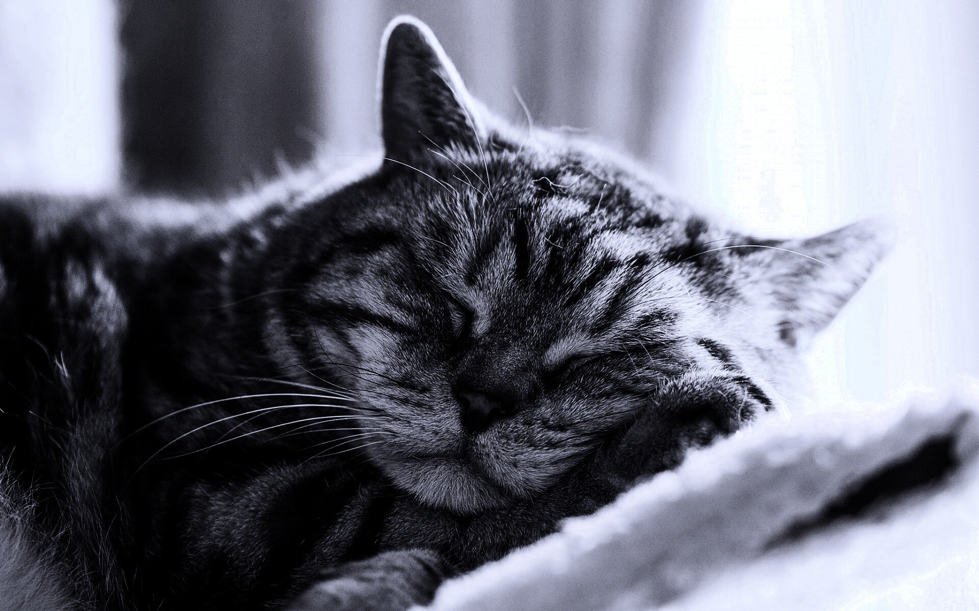 Спящий кошак обои