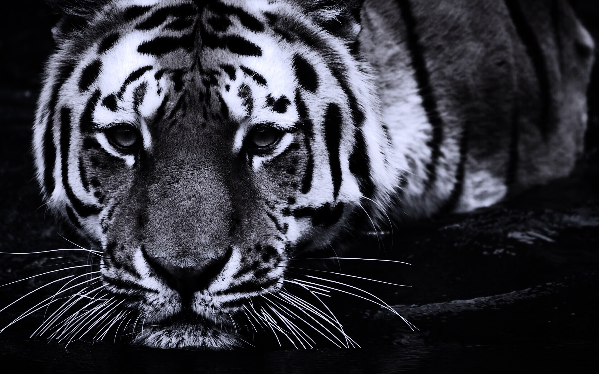 Купание тигра обои