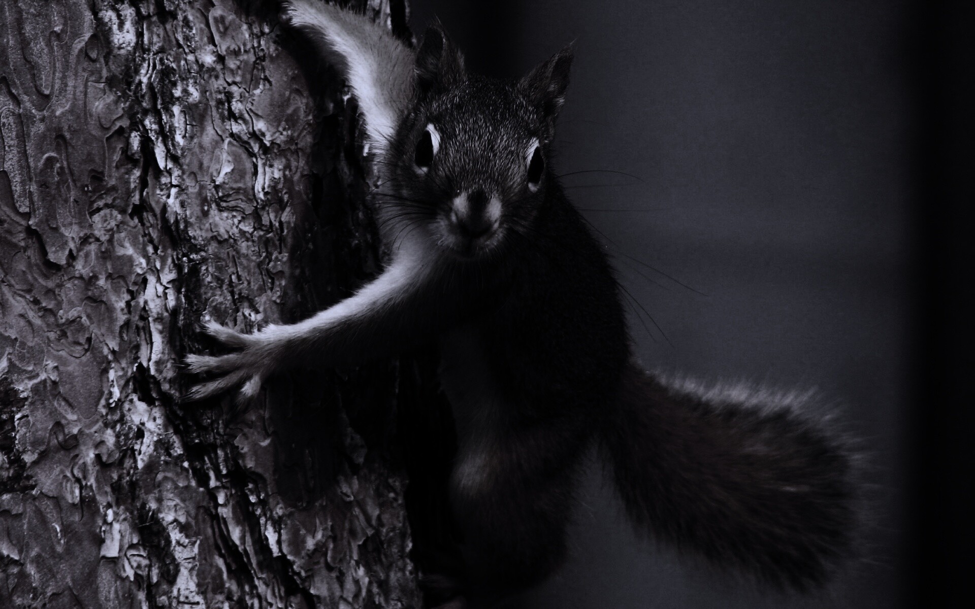 Белка на дереве обои