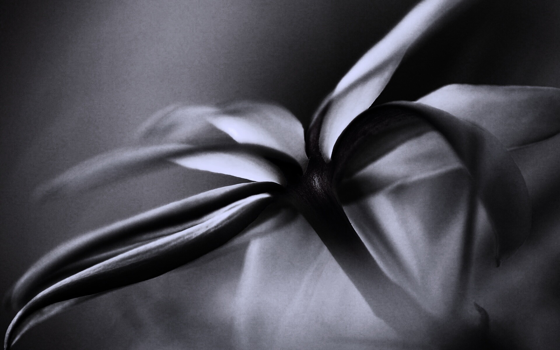 Цветок обои