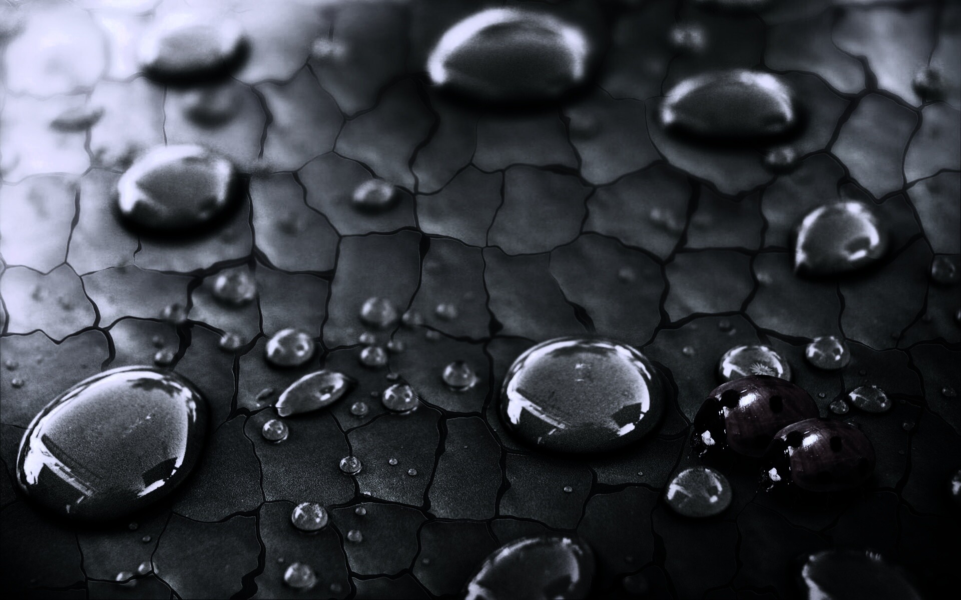 Божьи коровки обои