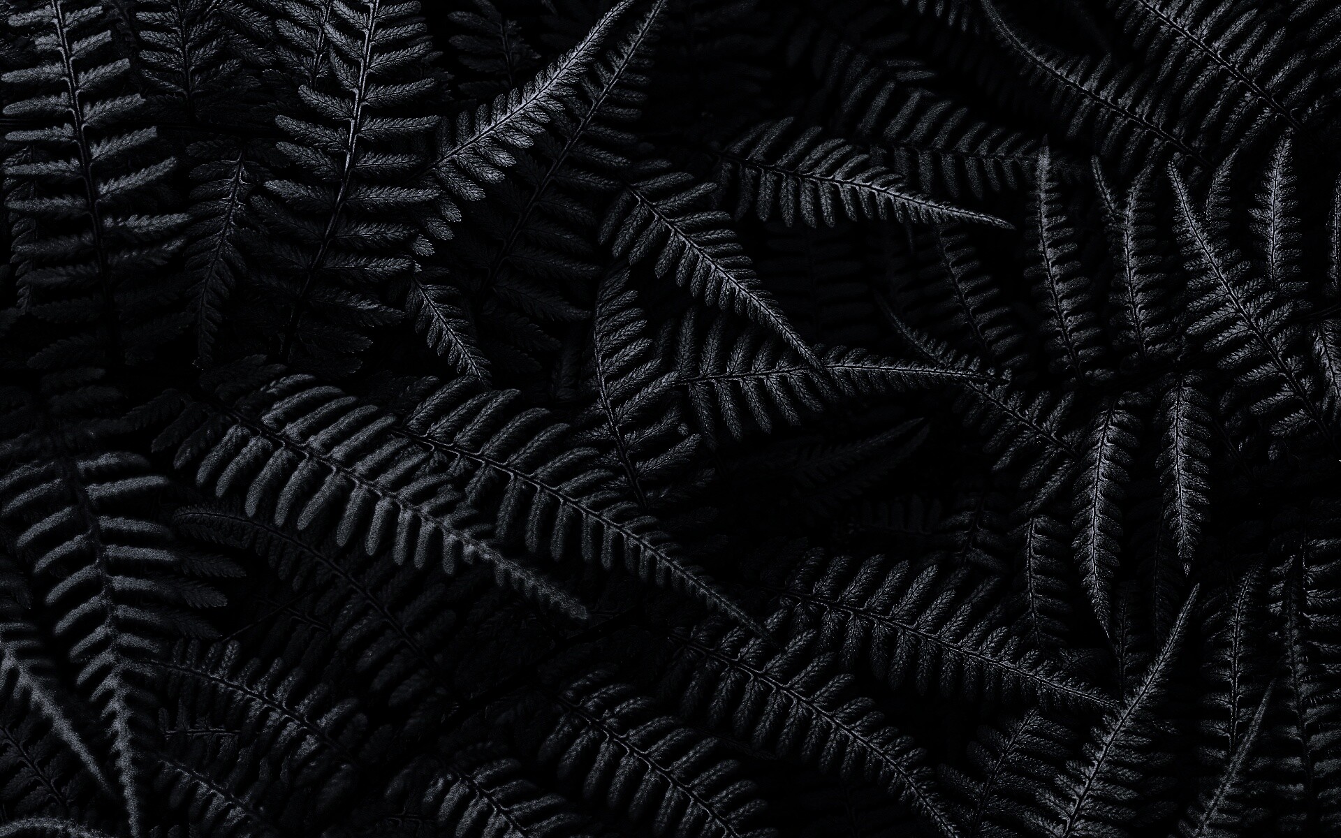 Папоротник обои