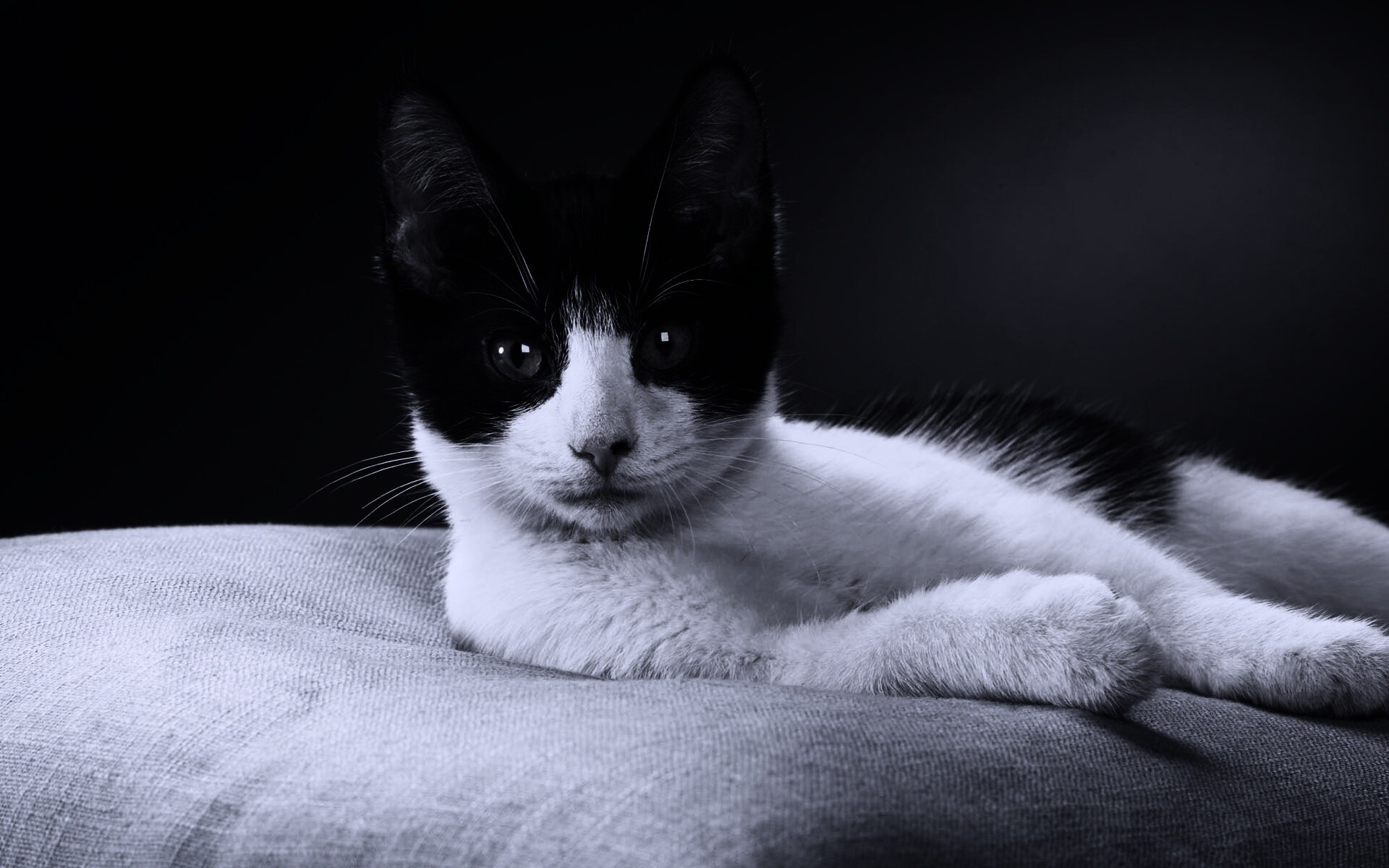 Кот на подушке обои