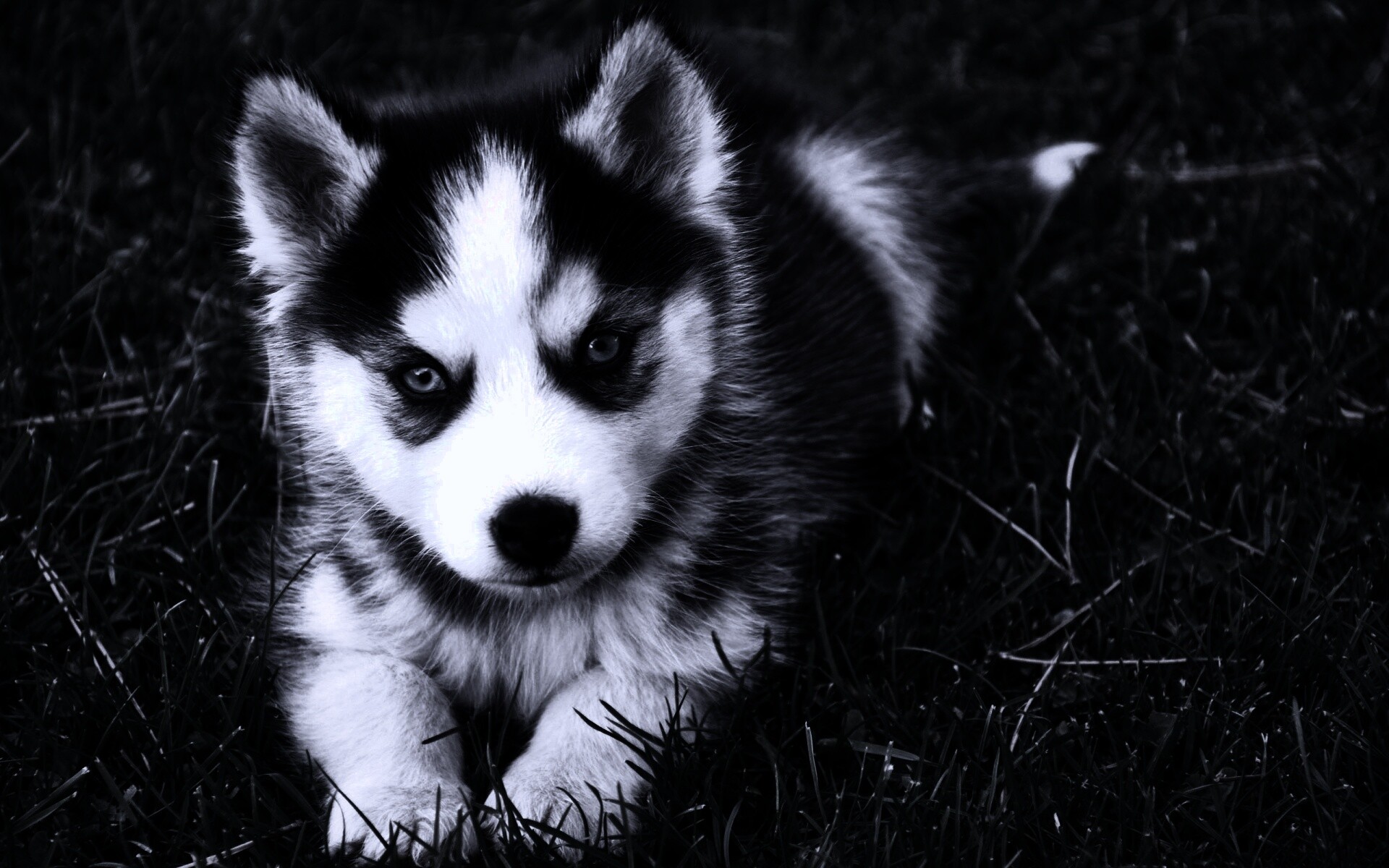 Голубоглазый щенок хаски обои