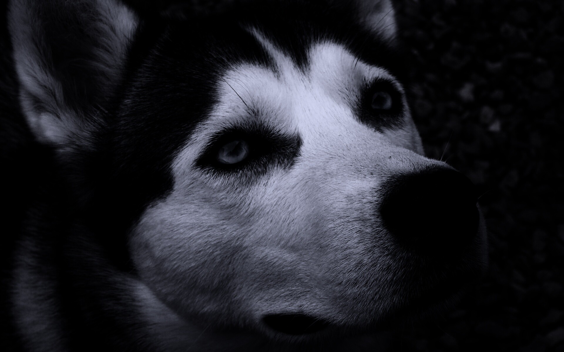 Собака хаски обои