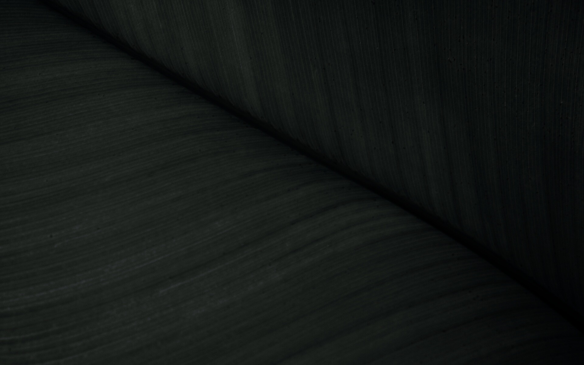 Зеленый лист обои