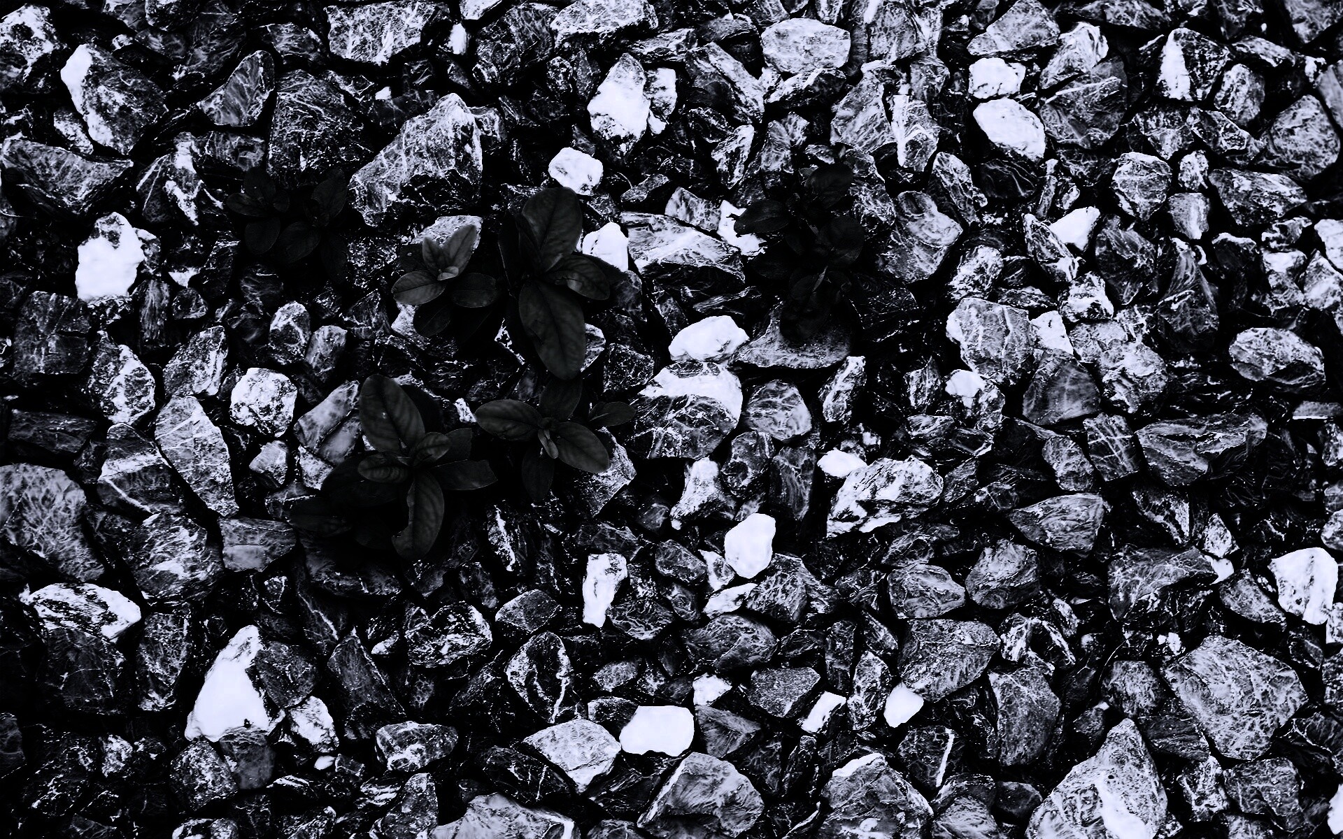 Цветы среди камней обои