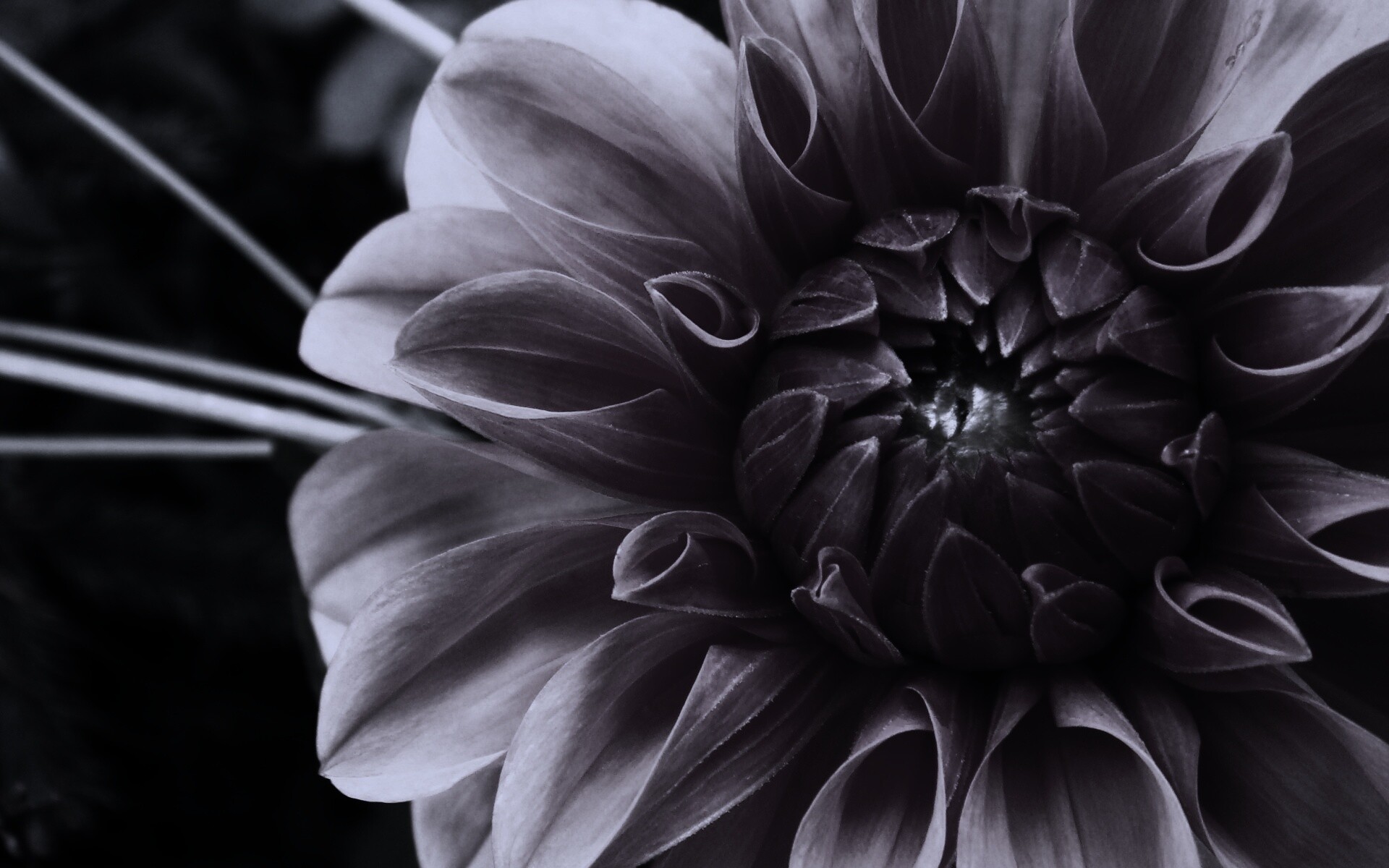 Аленький цветочек обои