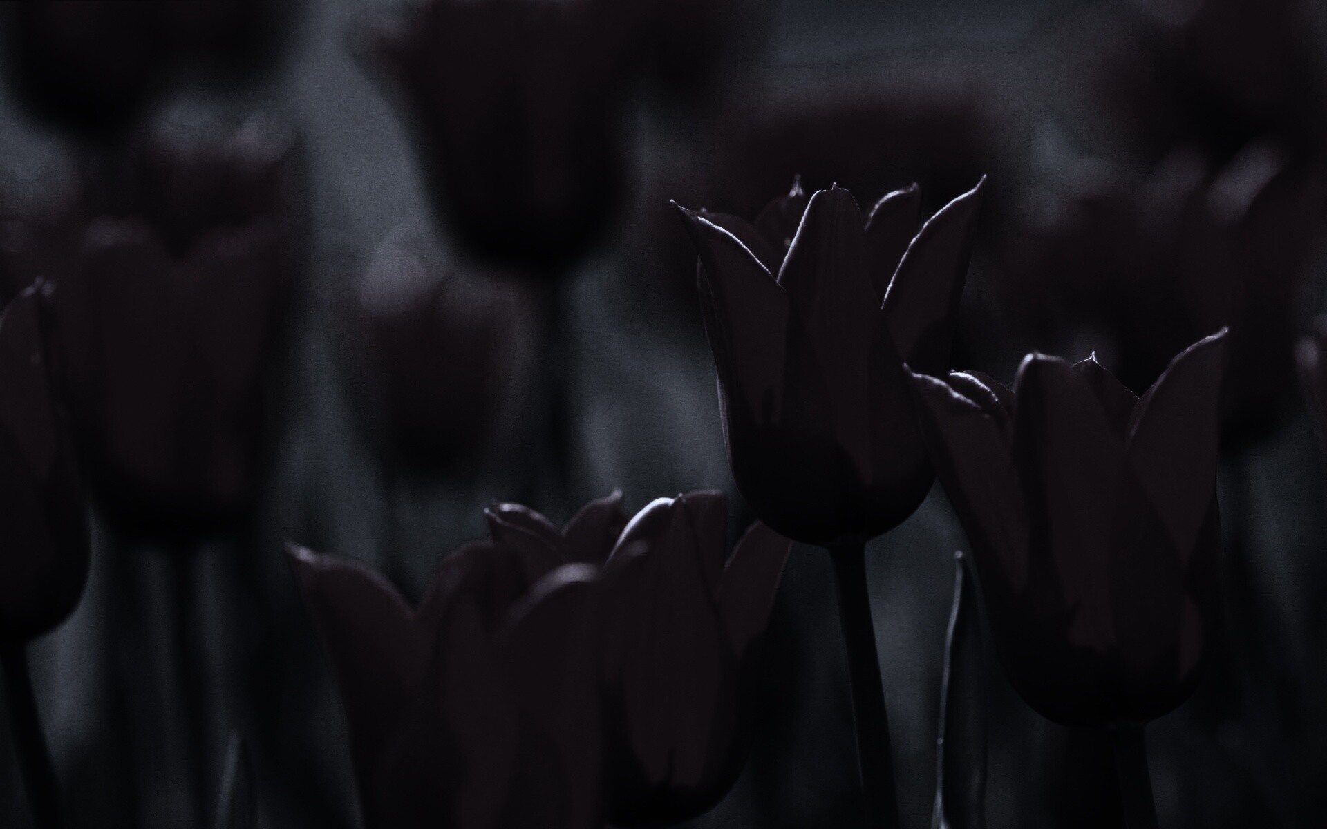 Красные цветы обои