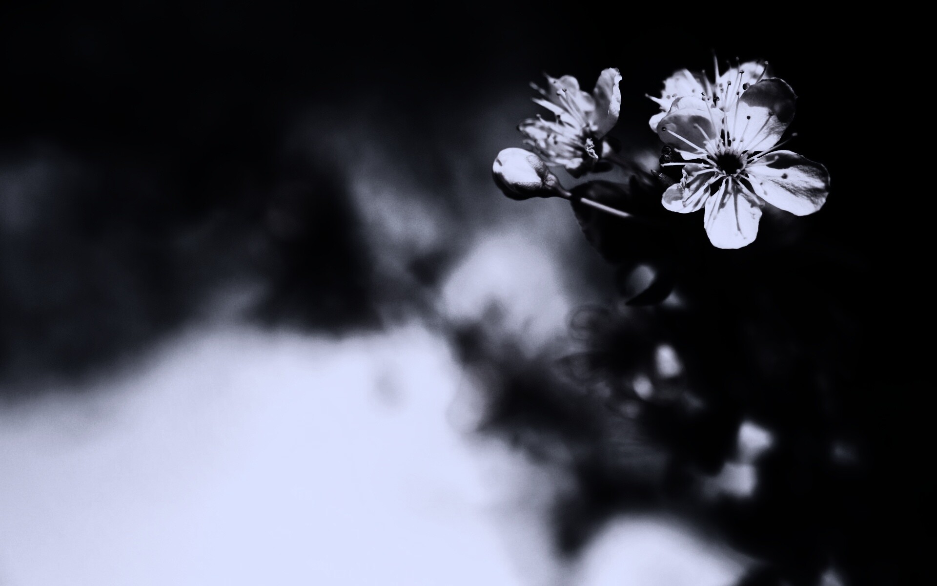 Цветок вишни обои