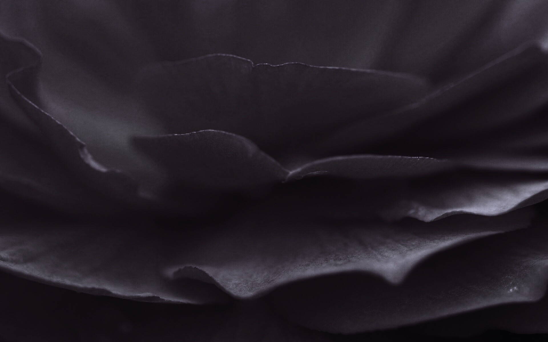 Лепестки красного цветка обои