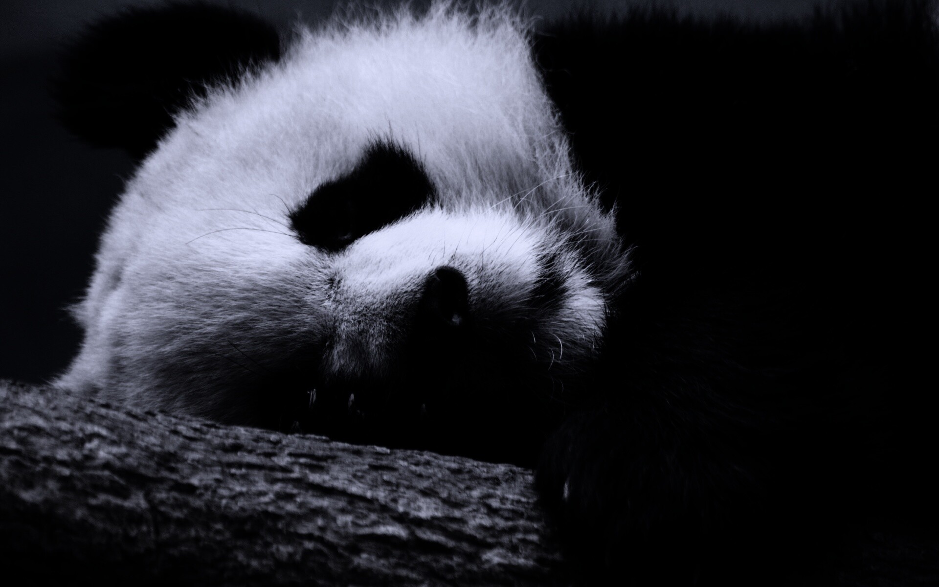 Панда на ветви обои