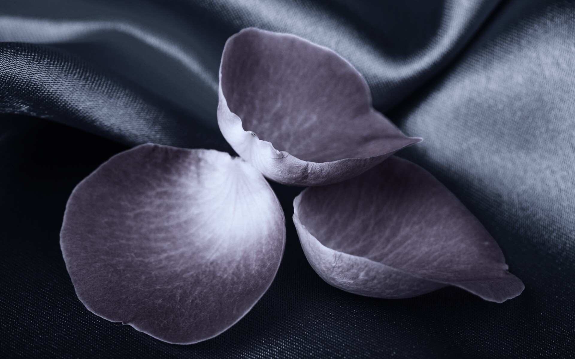 Лепестки розы на голубой ткани обои