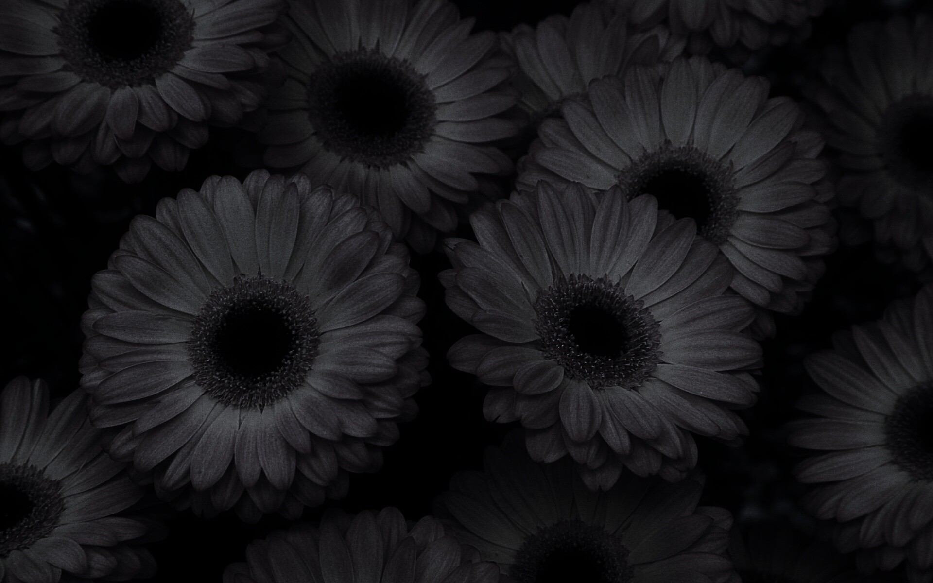 Желтые герберы обои